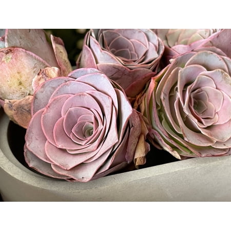 Rare Succulents - Greenovia Pink El Hierro (Pink in summer)