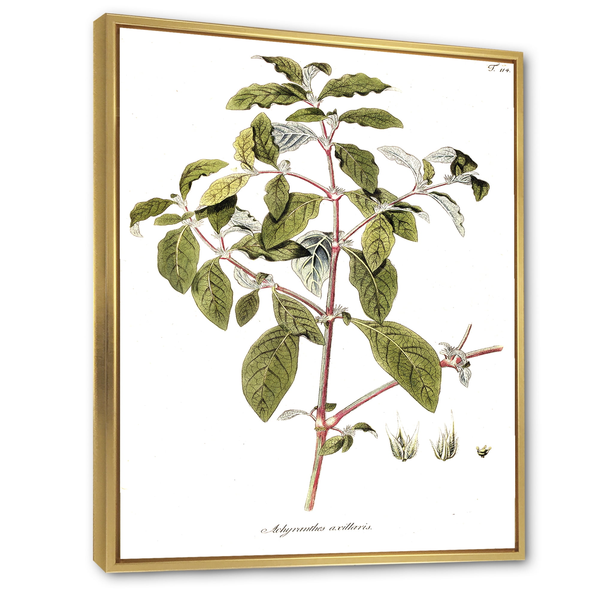Designart 'Ancient American Flora IV' Traditional Framed Canvas Wall Art Print
