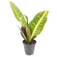 thumbnail image 3 of Croton Petra - Variegated Croton plant (4"+ Plastic Pot) - Air-Purifying & Detoxifying Tropical Houseplant, 3 of 5
