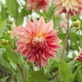 thumbnail image 4 of 40 Giant Dinnerplate Dahlia Seeds, Perennial Heirloom Mix, Pollinator Friendly for Gardens, 4 of 6