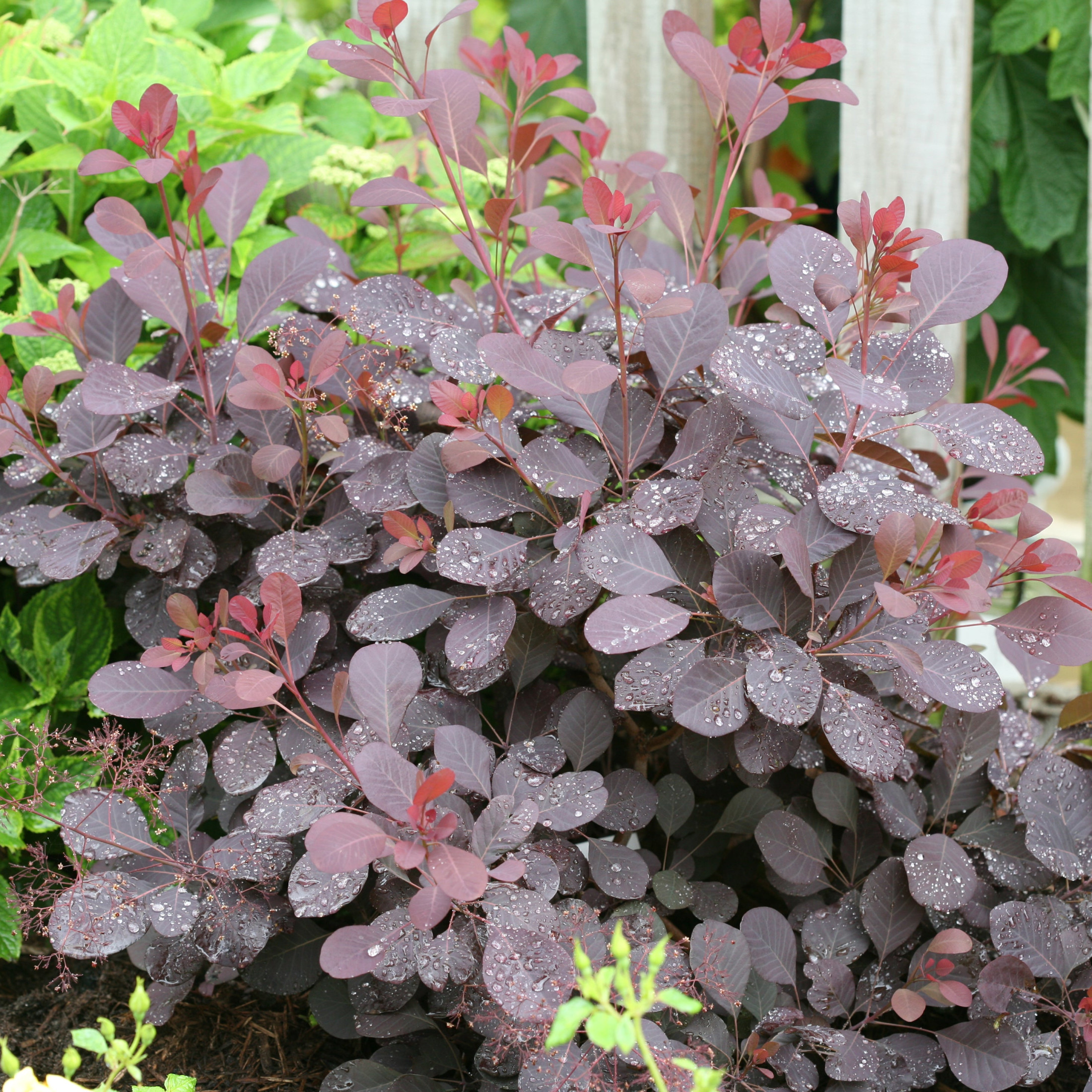 Proven Winners ColorChoice 6" Pink Winecraft Black Smokebush Live Plant in 7.5" Pot