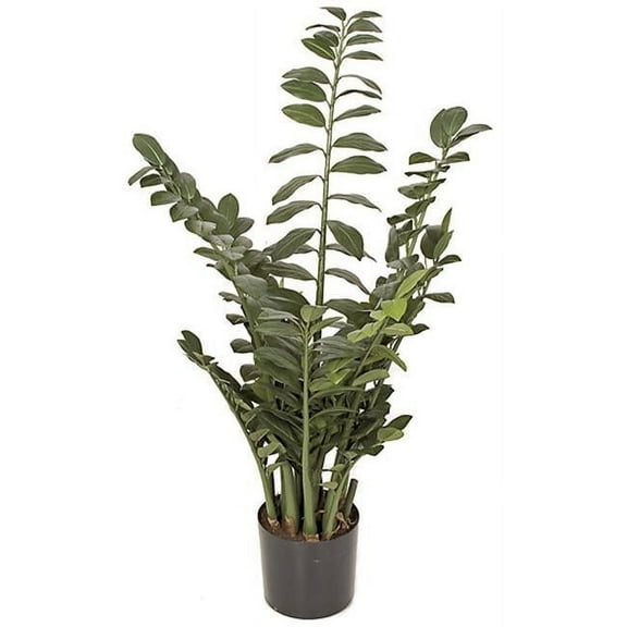 43 in. Zamia Plant- Green