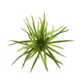 thumbnail image 4 of planta artificial decorativa con maceta dorada / plateada de cerámica, 4 of 6