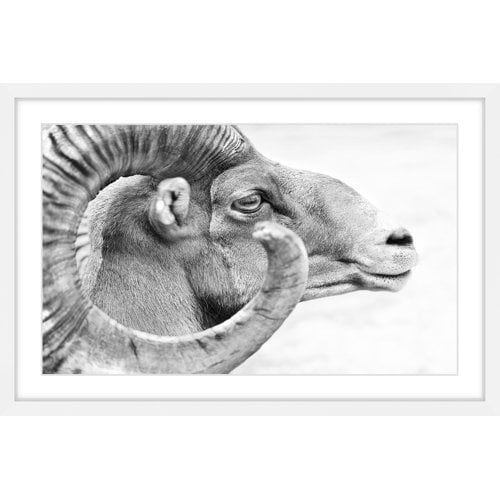 Marmont Hill "Ram Profile 3" Framed Painting Art Print, 30.00" x 1.50"