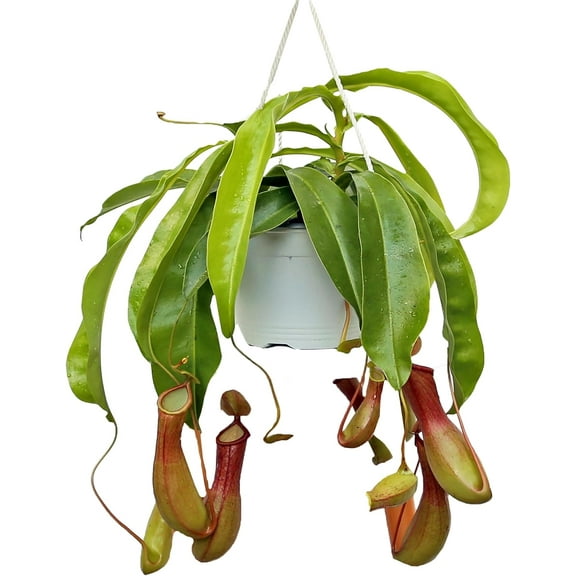 Live Pitcher Plant, Nepenthes Houseplant, Monkey Cup, Unusual Rare Plant, Office Gift, Housewarming Gift, Fully Rooted Indoor Plant, Grandma Gift, Birthday Gift in 6" Hanging Basket
