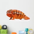 thumbnail image 1 of Chameleon Furcifer Pardalis Sambava Wall Mural Decal Sticker, Wallmonkeys Peel & Stick Vinyl Graphic (48 in W x 22 in H), 1 of 4