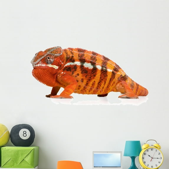 Chameleon Furcifer Pardalis Sambava Wall Mural Decal Sticker, Wallmonkeys Peel & Stick Vinyl Graphic (48 in W x 22 in H)