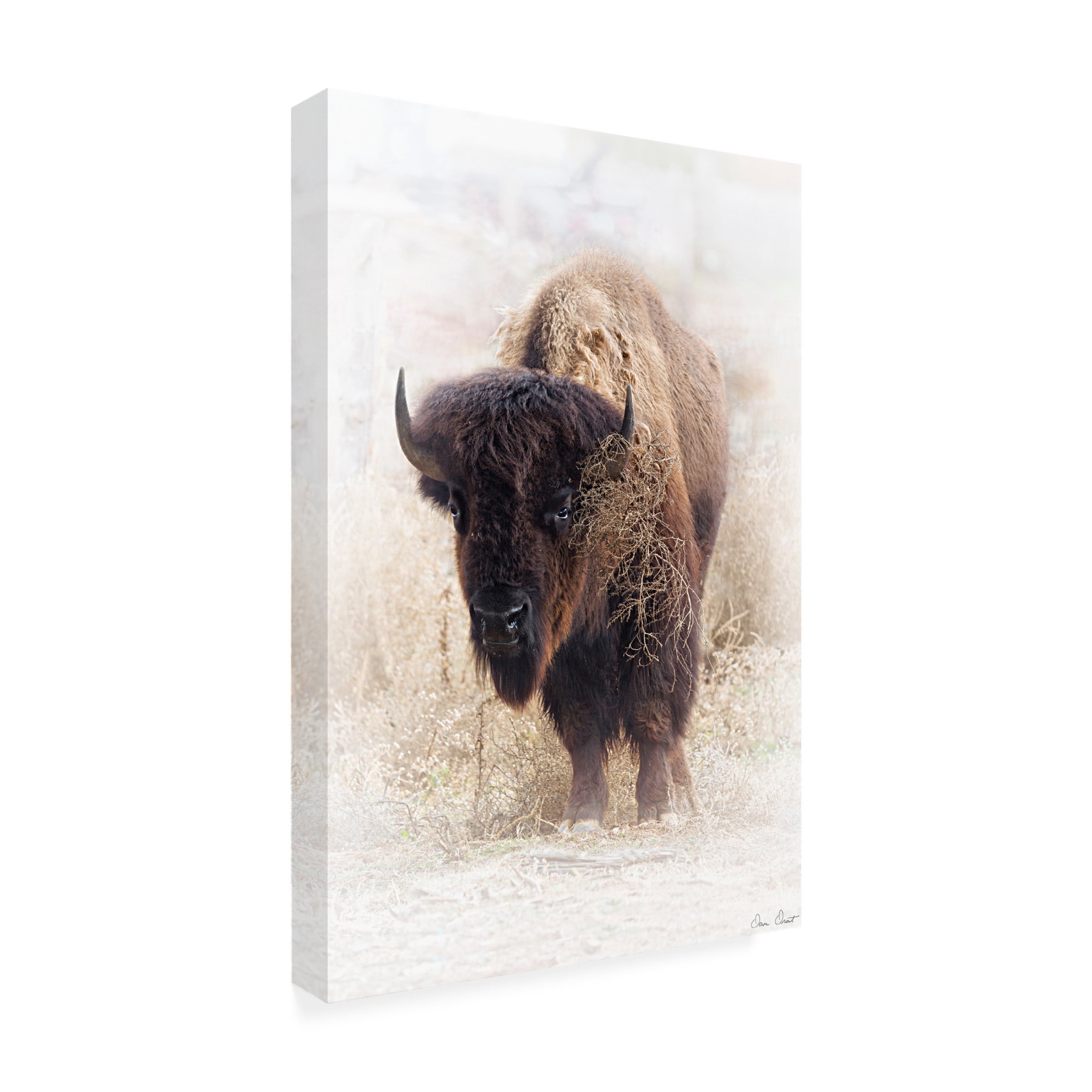 Trademark Fine Art David Drost Standing Buffalo II Canvas Wall Art