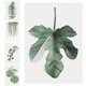 thumbnail image 5 of Sin marco, plantas verdes simples, hojas, pintura al óleo decorativa, imagen, dibujo, póster, decoración de la pared de la habitación AweSitey JJ16766-04, 5 of 6