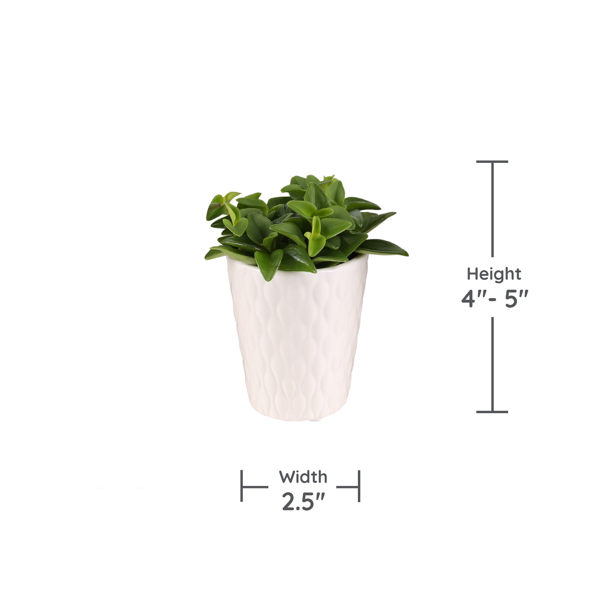 Wild Interiors 20-Pack Mini Succulents Live Plant Party Favors, 4-5" Height in 2.5" Diamter White Ceramic, House Plant
