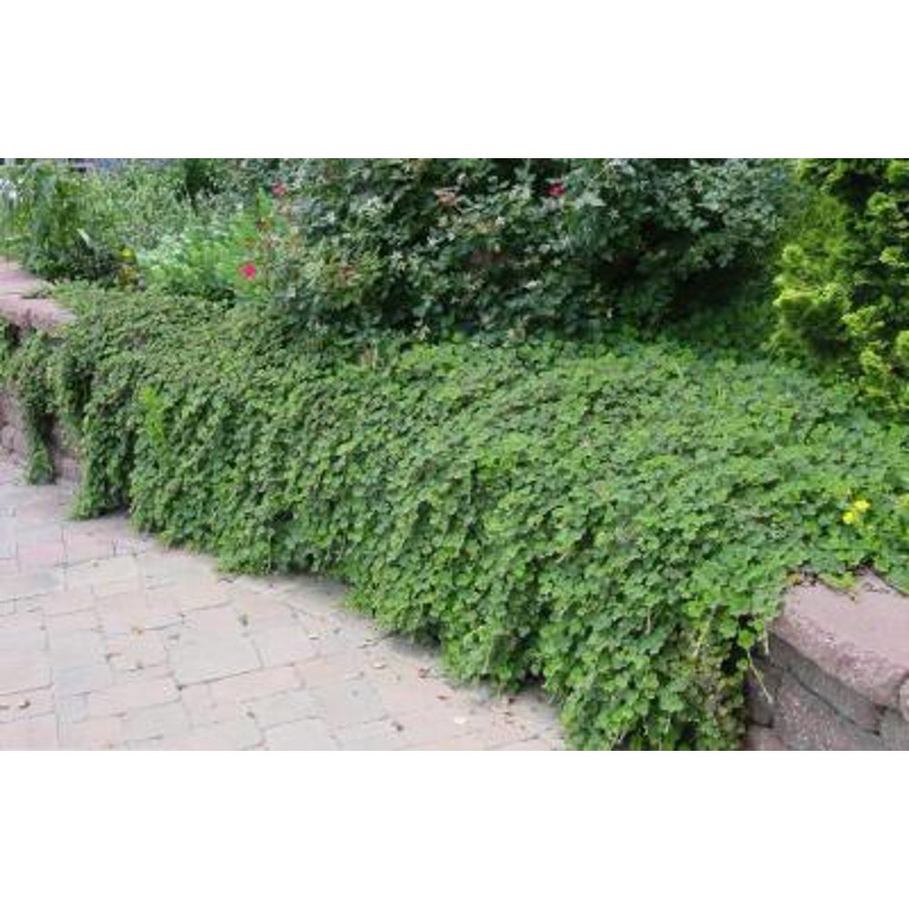 Classy Groundcovers Creeping Raspberry Creeping Bramble, Creeping