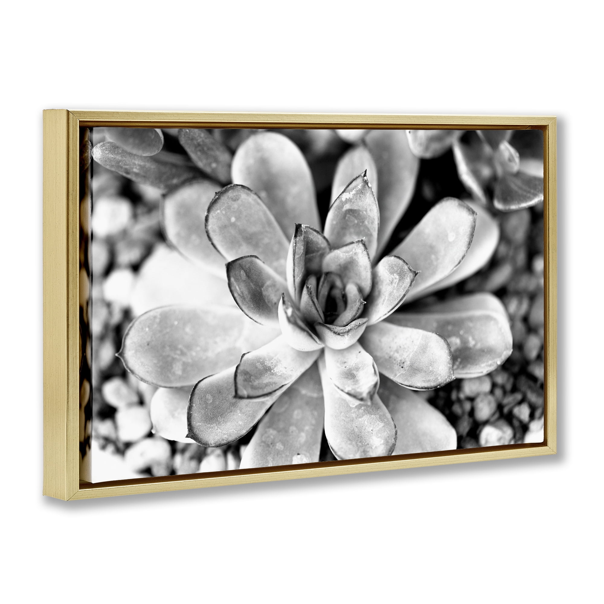 Stupell Industries Monochrome Succulent Leaves Botanical & Floral Photography Gold Floater Framed Canvas Art Print Wall Art, 31 x 21