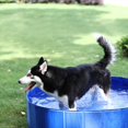 thumbnail image 4 of LEEYNEER Collapsible Pet Dog Bath Pool Kiddie Pool Hard Plastic Foldable Bathing Tub PVC Outdoor Pools Blue, 4 of 7