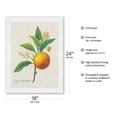 thumbnail image 2 of Orange Fruit - Vintage Botanical Illustration by Pierre-Joseph Redouté c.1800s - Japanese Unryu Rice Paper Art Print (Unframed) 18 x 24 in, 2 of 4