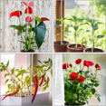thumbnail image 4 of Unbranded Plant Stakes 16 Inches Acrylic Clear Support Stakes with Clips (20 Pack), 4 of 6