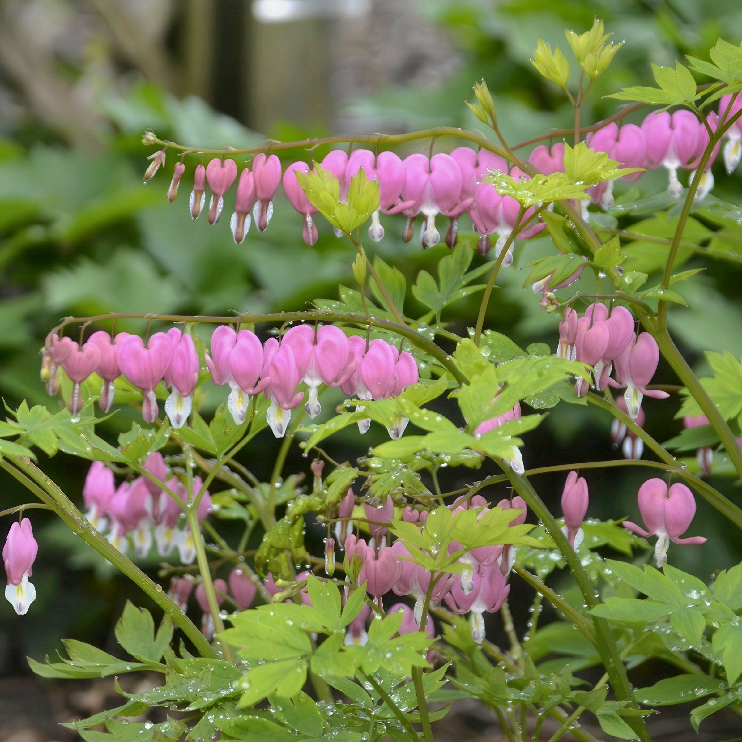 Bareroot Dicentra Dwarf Bleeding Hearts Live Perennial Plant with Pink Flowers (4-Pack)