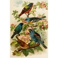 thumbnail image 2 of Gustav Mützel 13x18 Gold Ornate Wood Frame and Double Matted Museum Art Print Titled - The North American Vogelwelt Pl28 (1891), 2 of 4