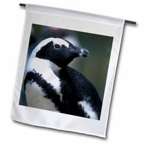 3dRose, South Africa, Table Mountain NP, African Penguin-AF42 PSO0068 - Paul Souders, 18 x 27 inch Garden Flag