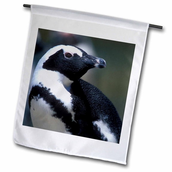 3dRose, South Africa, Table Mountain NP, African Penguin-AF42 PSO0068 - Paul Souders, 18 x 27 inch Garden Flag
