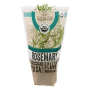 Organic Potted Rosemary Green Live Plant, 1 Each