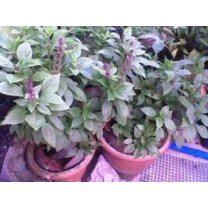 500 Seeds ANISE PERSIAN BASIL Ocimum Basilicum Herb Flower Seeds