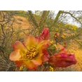 thumbnail image 2 of Popcorn 14x12 Gold Ornate Wood Framed with Double Matting Museum Art Print Titled - Cholla Bloom IX, 2 of 4