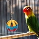 thumbnail image 1 of Juego De Juguetes Para Pájaros, Juguetes De Columpio Para Loros Masticadores, Escalada Colorida Para Cacatúa Y Conure, 1 of 7