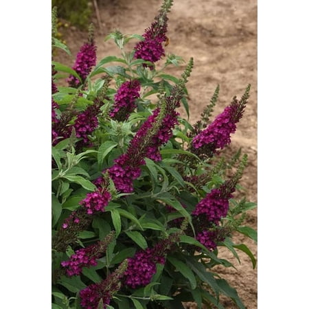 RedCrocus Chrysalis Cranberry Butterfly Bush - Nectar-rich, Deep Cranberry Red Flowers, Pollinator Favorite, Container & Garden Plant, Full Sun, Hardy Zones 5-9 1 Gallon (Pack of 4)