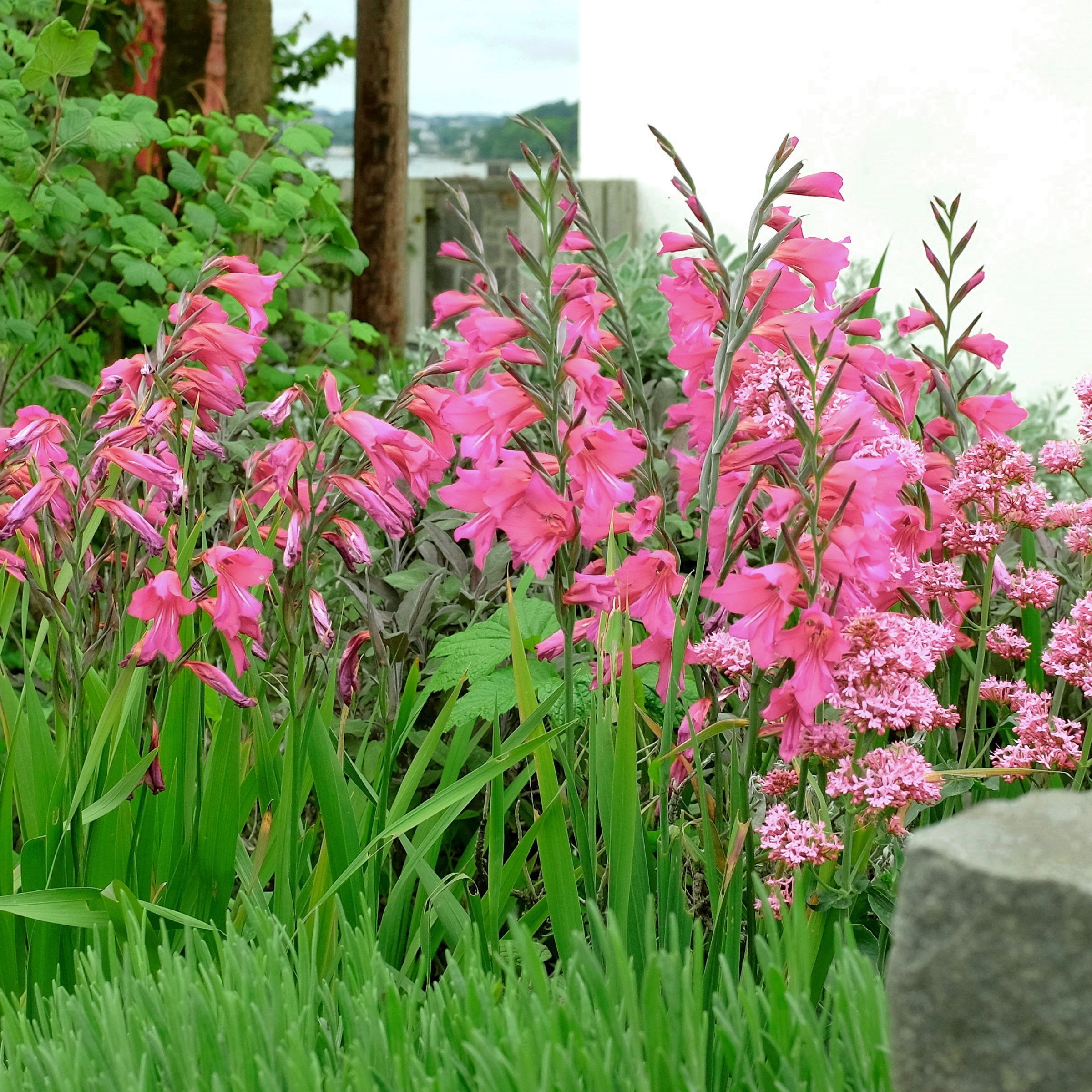 National Plant Network Gladioli Bartok Bulbs (10-Pack)
