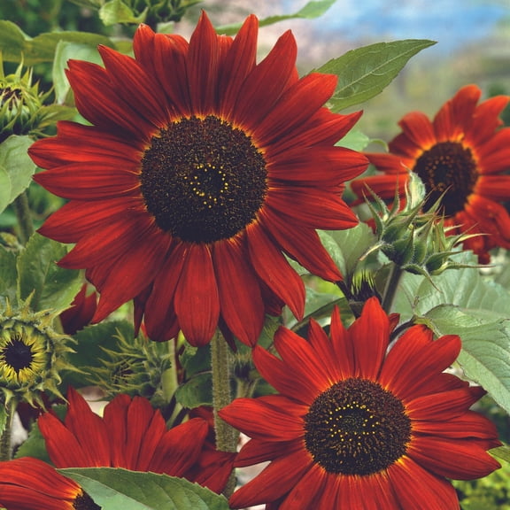 Midnight Rouge Sunflower Seed 4 Gram ~130 Seeds – Non-GMO, Heirloom, Deep Burgundy Blooms – 55-65 Days – Multi-Branched, Cut Flower, Ornamental – Annual for Zones 2-10