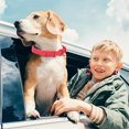 thumbnail image 5 of Dog Collar Soft Rubber Dog Collar with Safety Buckle Adjustable Pet Collars for Small Medium Large Dogs -L, 5 of 5