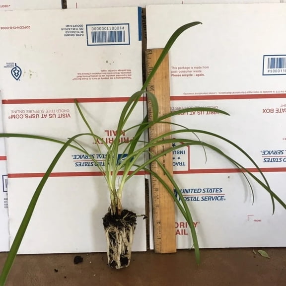 Agapanthus Getty White