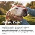 thumbnail image 6 of FloraCare G.I. for Dogs & Cats - Dietary Supplement Paste - Healthy Intestinal Tract, Digestion, Bowel Health - Vitamin, Protein, Fat, Fiber - 60 CC,RAPIDCARE60CC, 6 of 8