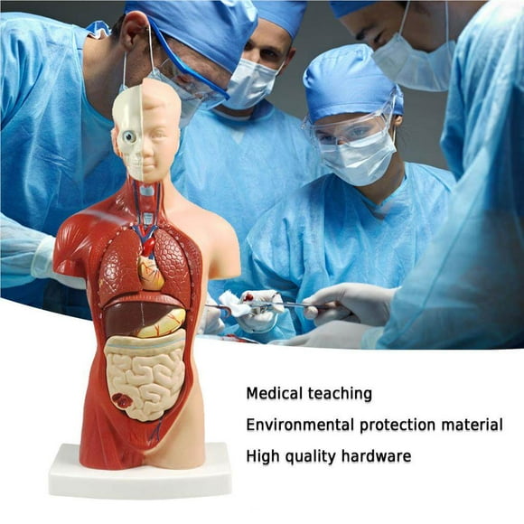 destyer Human Torso Body Model 4D Anatomical Assembly Model of Human Organs Anatomy Anatomical Medical Internal Organs for Teaching Education