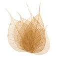 thumbnail image 2 of Hoja Seca para Artesanías Álbum Recorte Fabricación Tarjeta Decoración Casa Joyería Caja Teléfono DIY Baoblaze Hojas secas prensadas naturales, 2 of 8