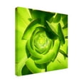 thumbnail image 4 of Trademark Fine Art "Succulent Square Close Up" Canvas Wall Art by Amy Vangsgard, 4 of 4