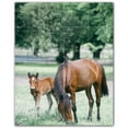 thumbnail image 1 of Picture-Tiles.com: Horse Ceramic Tile Wall Mural WAL500761-45L. 32"W x 40"H using (20) 8" x 8" Ceramic Tiles-Satin Finish, 1 of 3