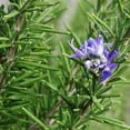 thumbnail image 4 of Rosemary Certified Organic 3.5” pot, 4 of 5