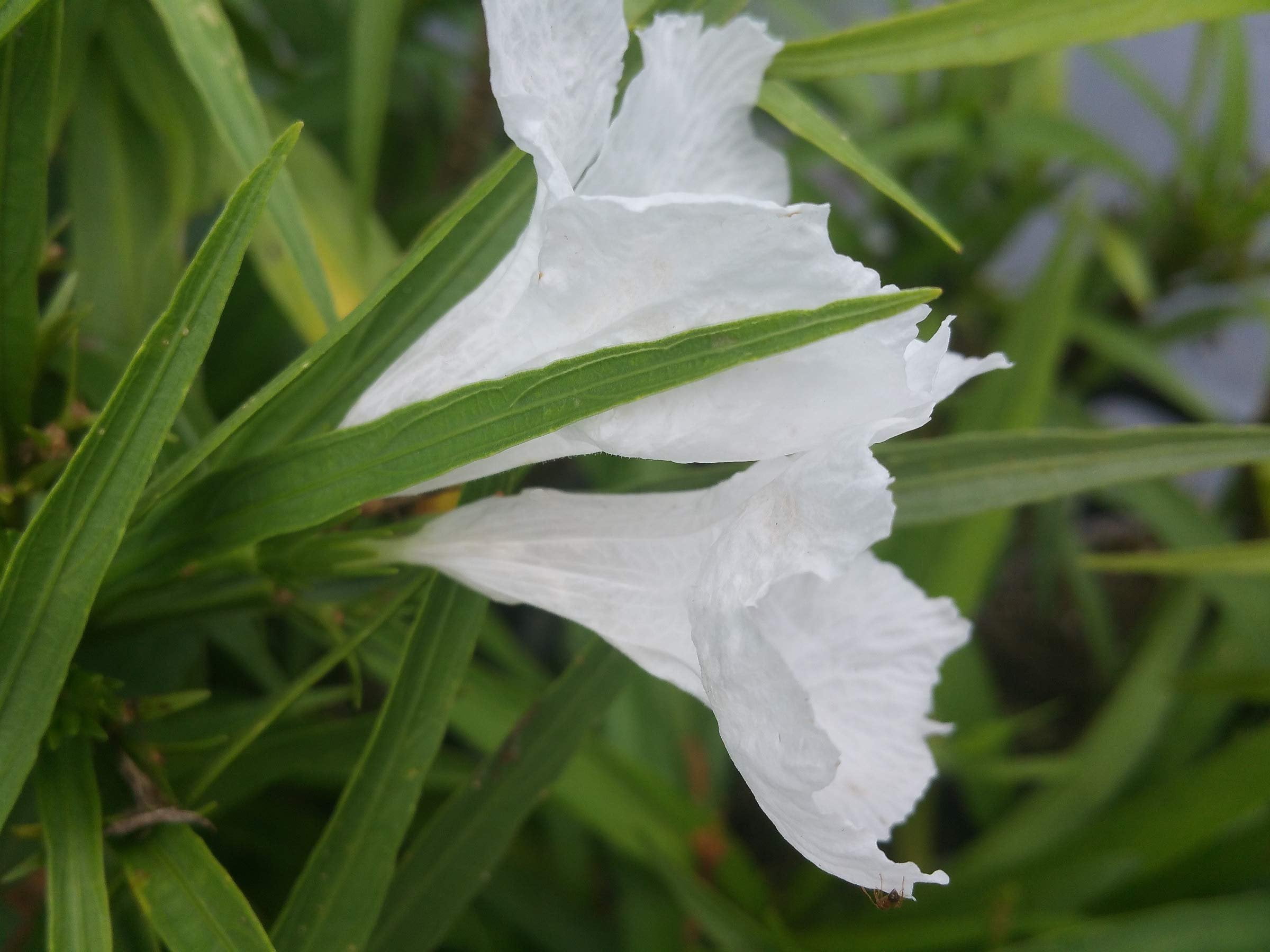 Dwarf Mexican Petunia White  Katie's Dwarf Ruellia Brittoniana  3 Live Plants  Drought Tolerant Blooming Butterfly Bush