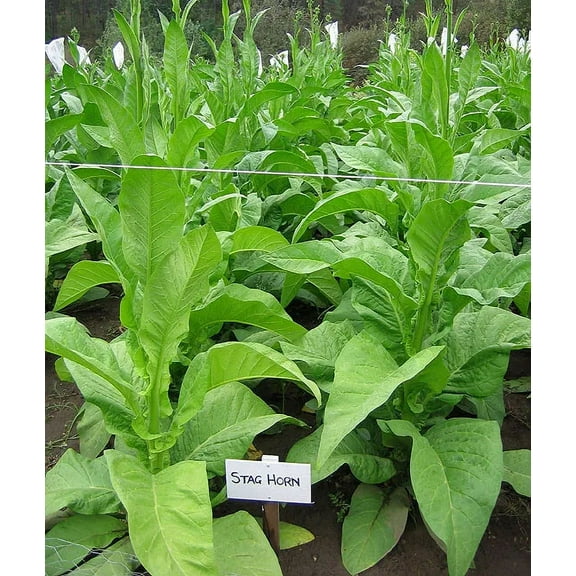 1000 Stag Horn Tobacco Seeds ~ Heirloom ~ Dark Virginian ~ Rich Flavor