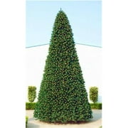 Classic Sequoia Tree With Metal Stand, 25 ft.