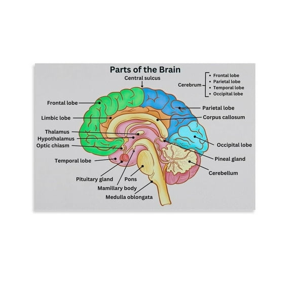 Parts of Brain Canvas Wall-Art Posters For Room Aesthetic And Decor For Bedroom Living Room Bathroom Kitchen Office Decor