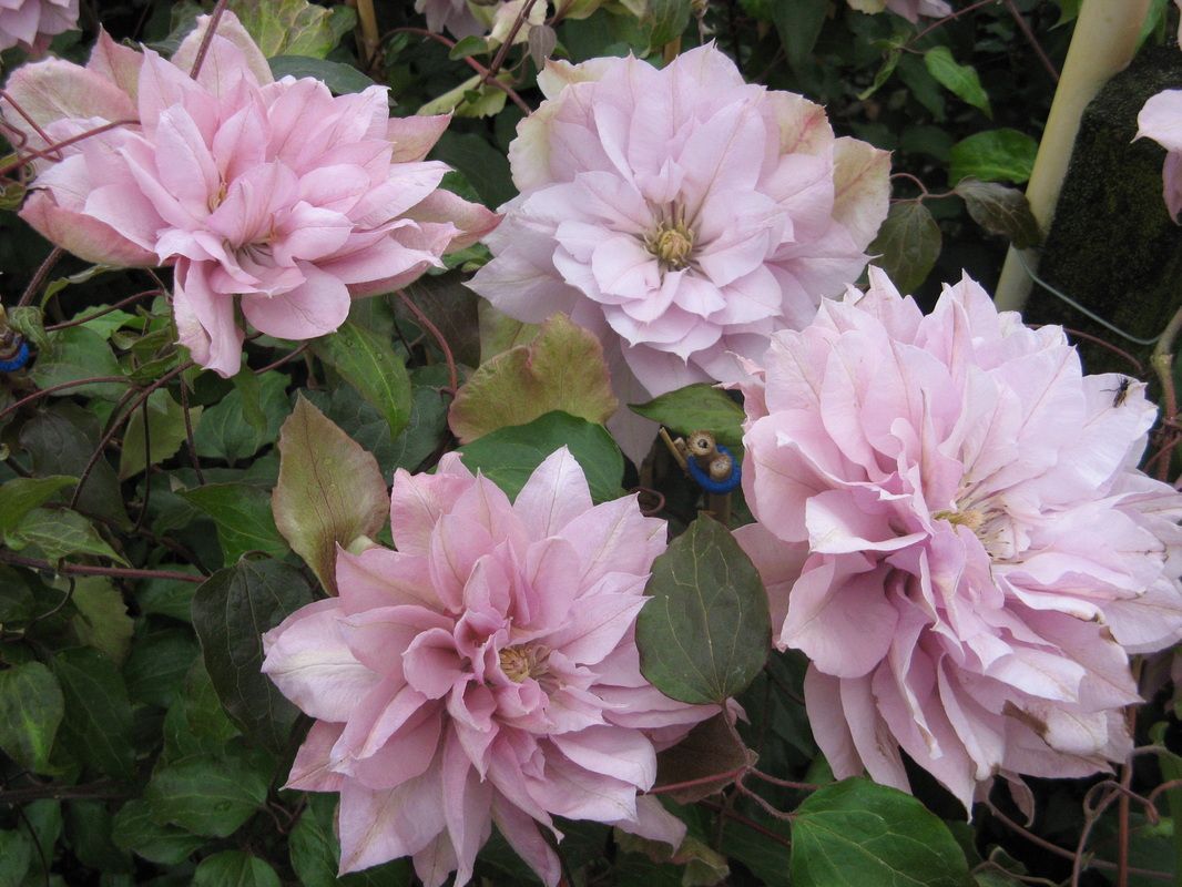 Violet Elizabeth Clematis Violet Pink 2.5" Pot