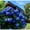 Darkblue, variant on Hydrangea Shrub, Shade Plant for Gardens-Easy Grow-Low Maintenance-Ideal for Beds Borders, Plant Pots & Planters