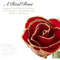 thumbnail image 5 of Forever Rose, a Genuine, One of a Kind, Real Red Rose, Hand Dipped in Lacquer and Trimmed in 24K Gold, 5 of 6