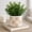Tan, variant on Decorative Flower Pots with Daisy Pattern for Home Decor - Indoor and Outdoor Plant Pot for Living Room, Garden, or Patio Decor - Planter for Office, Kitchen, or Side Table - 6", Black & White
