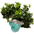 thumbnail image 3 of Pachysandra Terminalis Japanese Spurge Groundcover - 100 Bare Root Plants, 3 of 5
