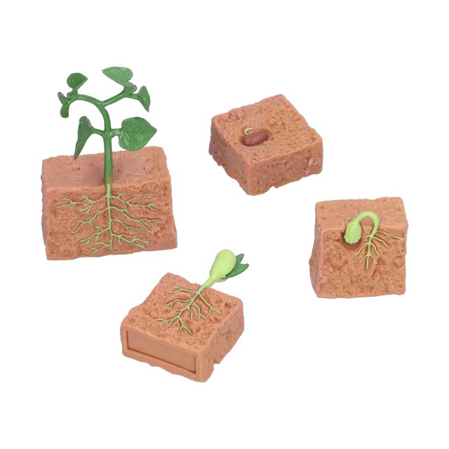 Ciclo de vida de las plantas de frijol, juguete del ciclo de crecimiento de las plantas, juguete del ciclo de vida de las semillas, modelo de la etapa de