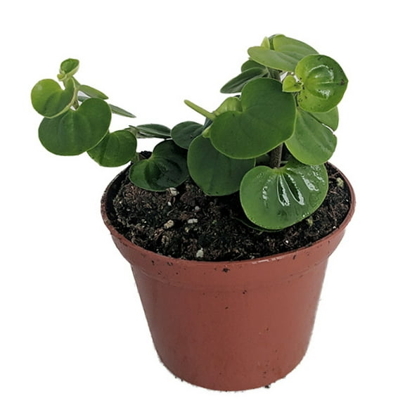 Bitcoin Chinese Money Plant -  Peperomia coin - 2.5" Pot