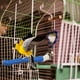 thumbnail image 5 of Jaula para pájaros con varilla de afilar garras, 5 of 6